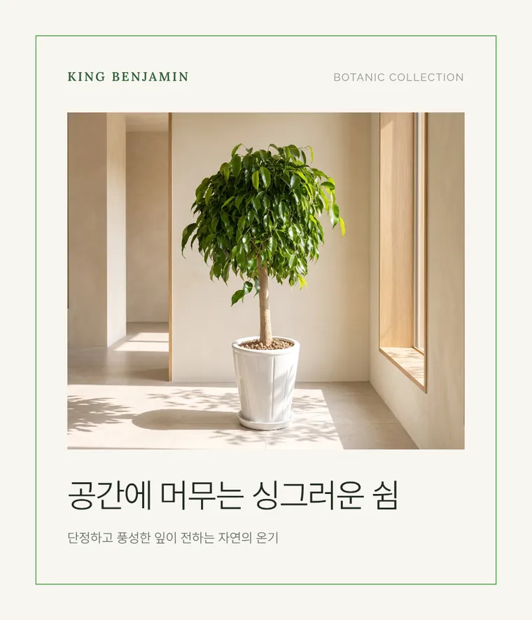 킹벤자민 B — 상품 상세