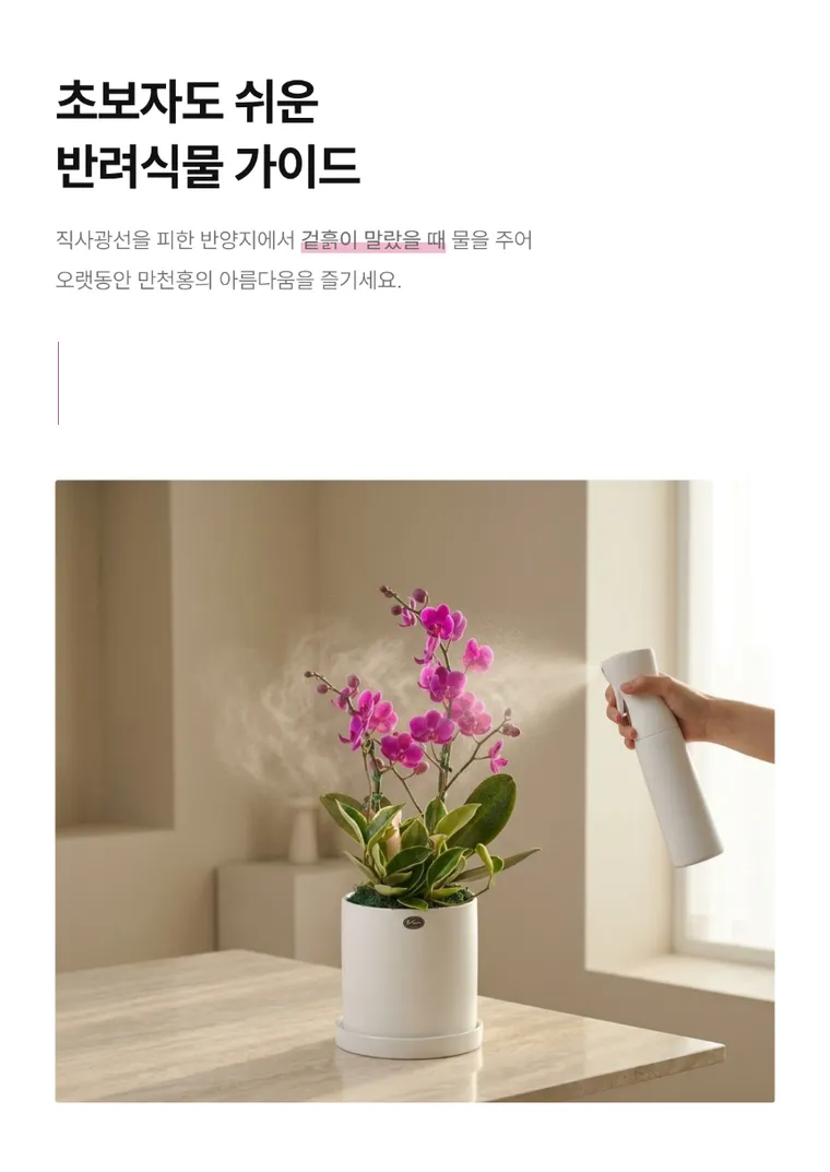 Lan hồ điệp Mancheonhong A — Hình chi tiết