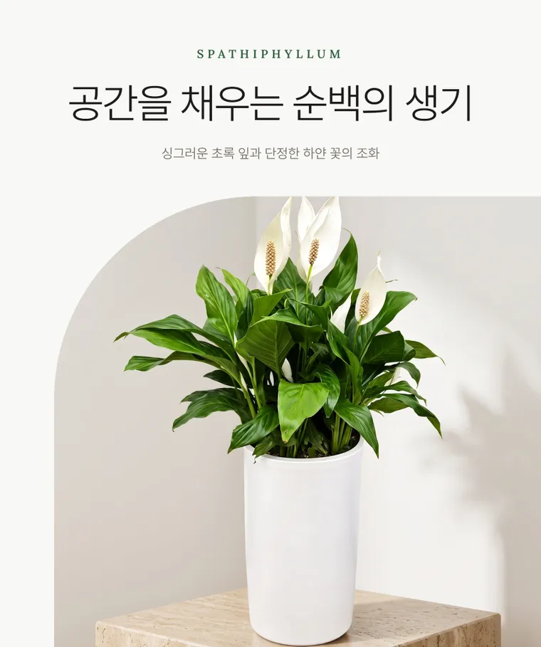 스파트필름 A — 상품 상세