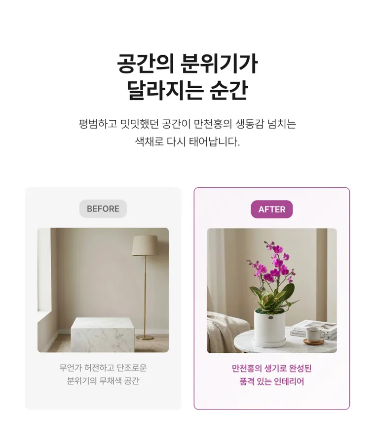 Lan hồ điệp Mancheonhong A — Hình chi tiết