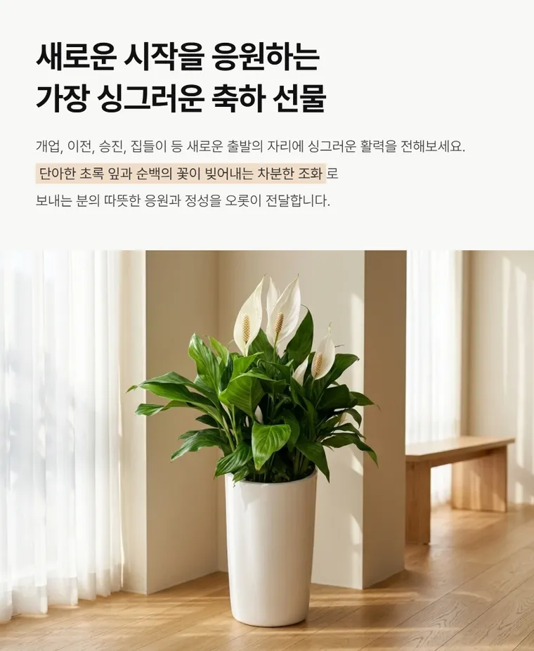 스파트필름 A — 상품 상세