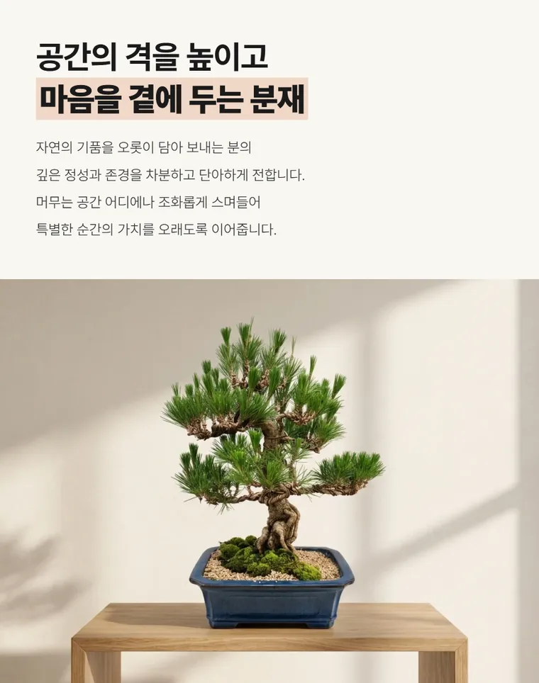Bonsai thông C — Hình chi tiết