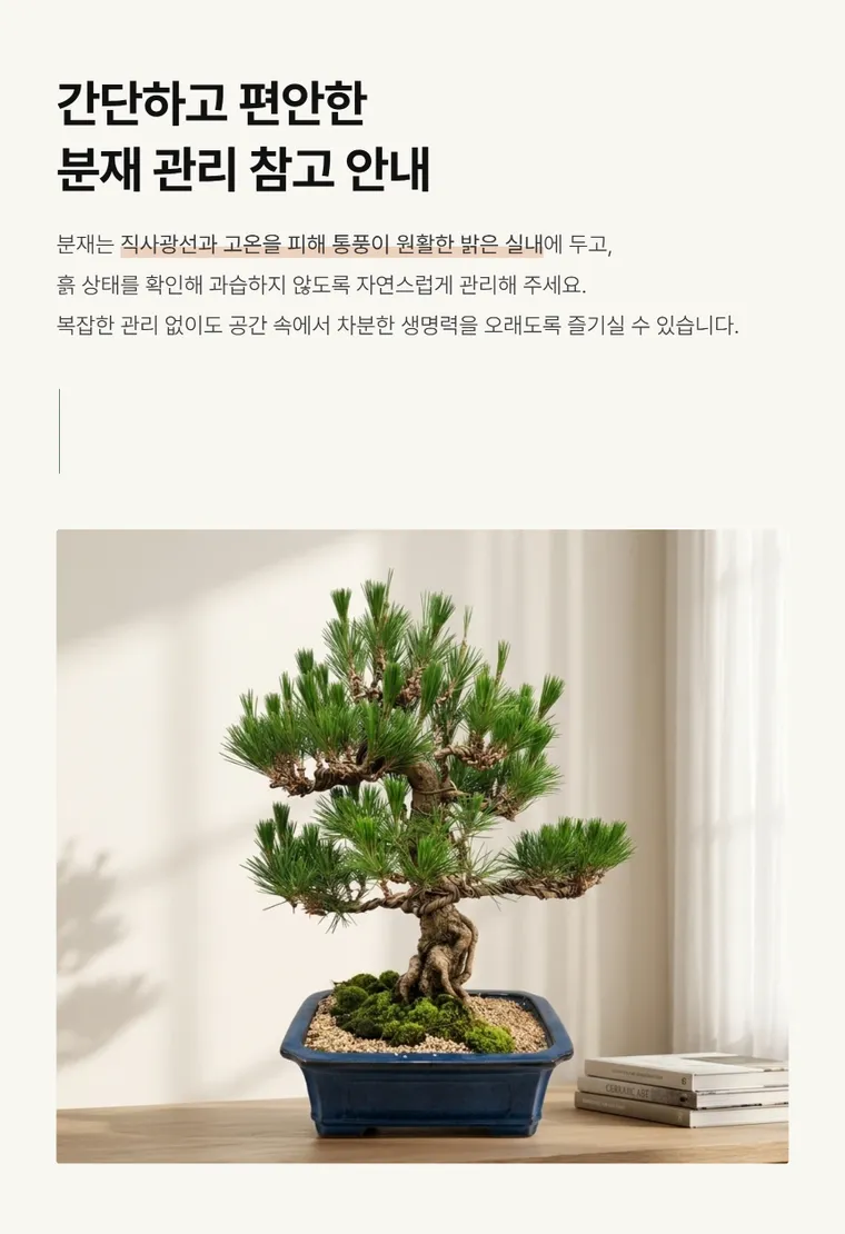 Bonsai thông C — Hình chi tiết