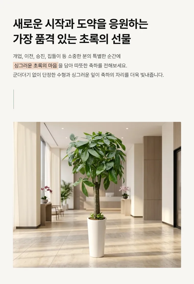 파키라 A — 상품 상세