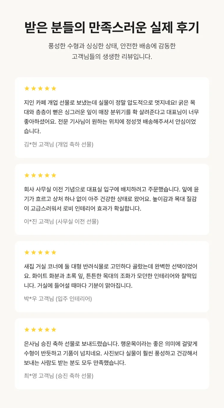 행운목 B — 상품 상세