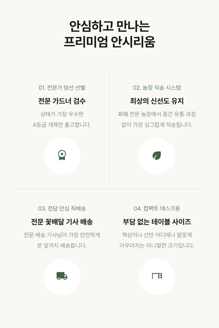 안시리움 T — 상품 상세