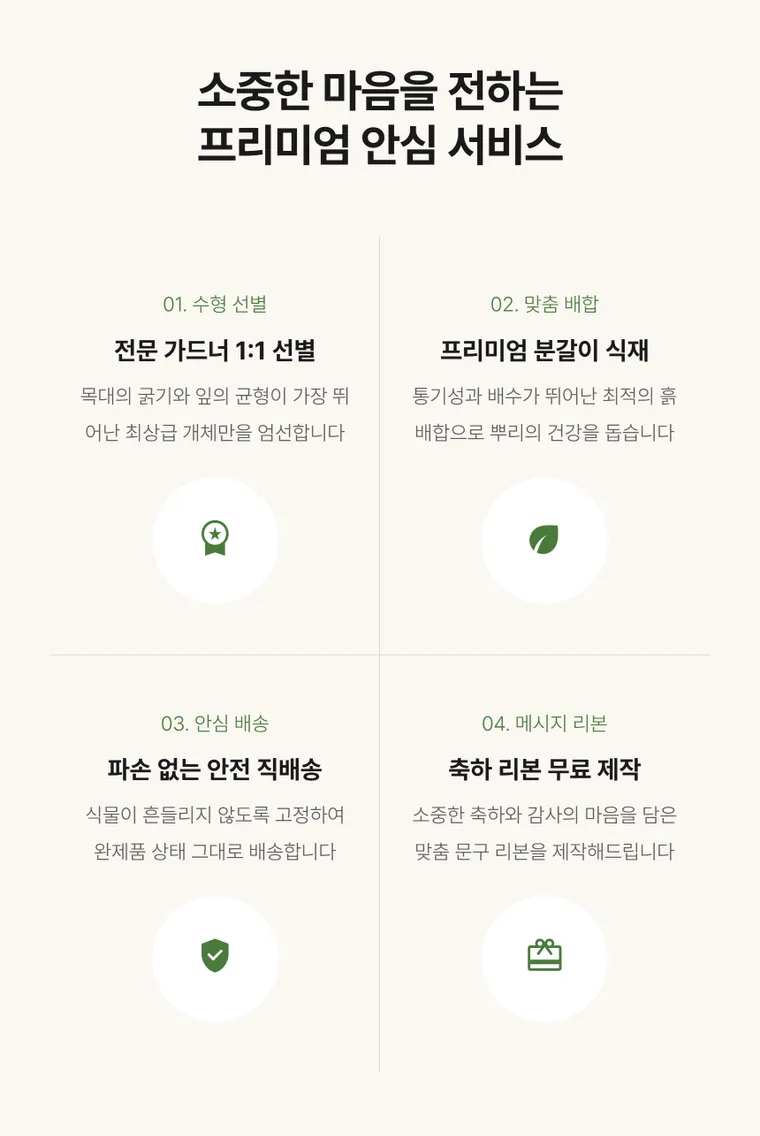 알로카시아 — 상품 상세
