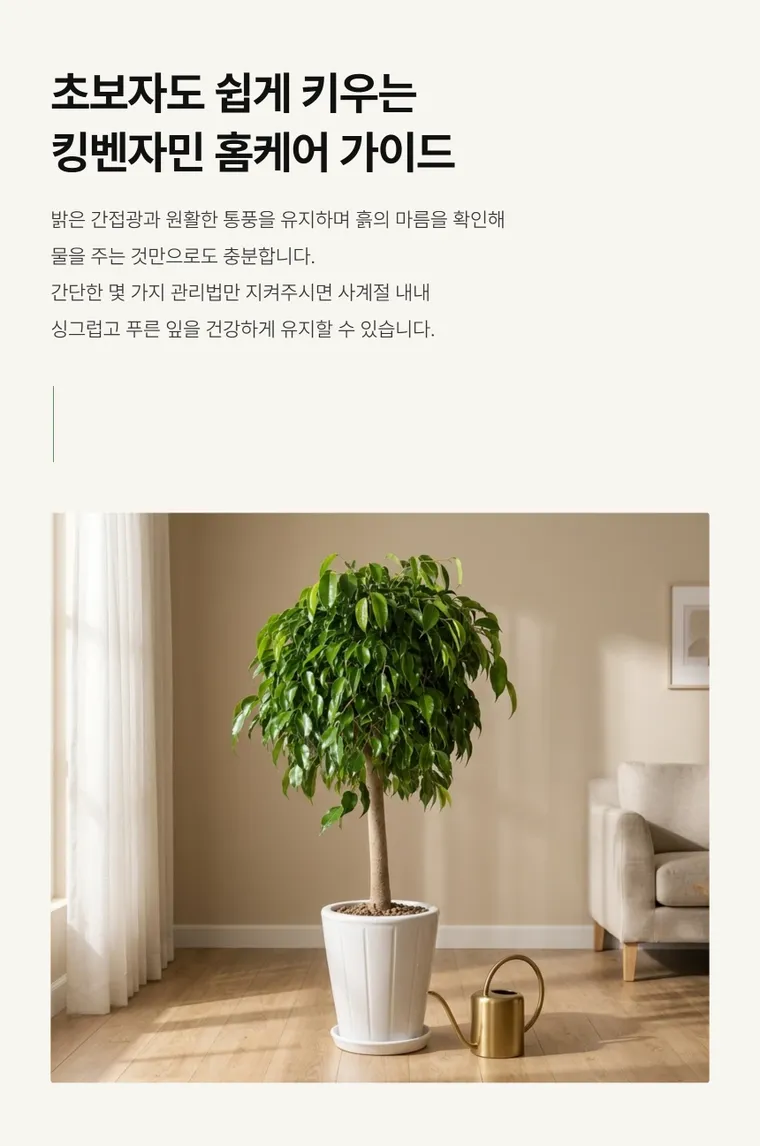 킹벤자민 B — 상품 상세