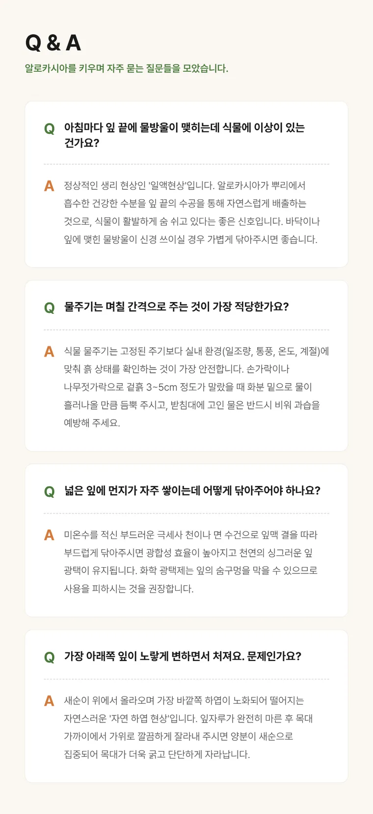 알로카시아 — 상품 상세