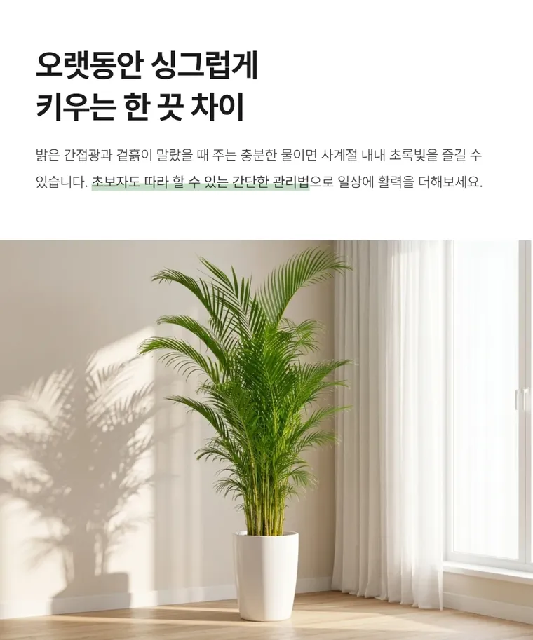 아레카야자 C — 상품 상세