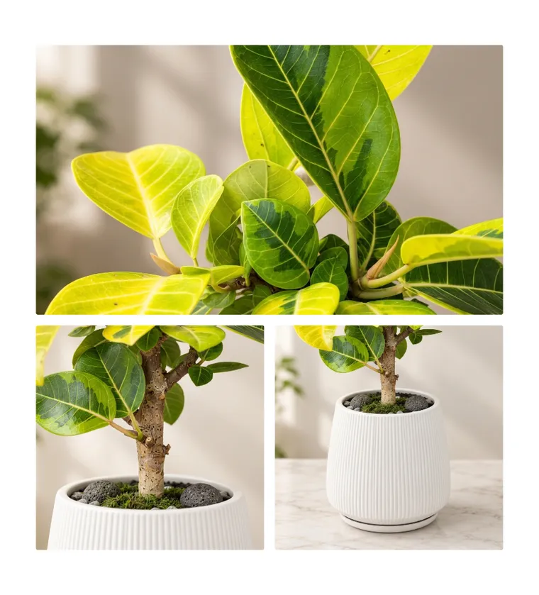 Cây đa Bengal T — Hình chi tiết