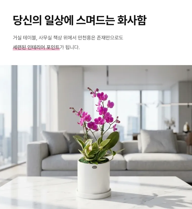 Lan hồ điệp Mancheonhong A — Hình chi tiết