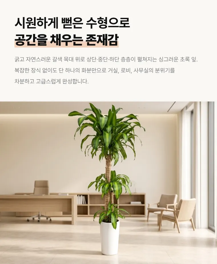 행운목 B — 상품 상세