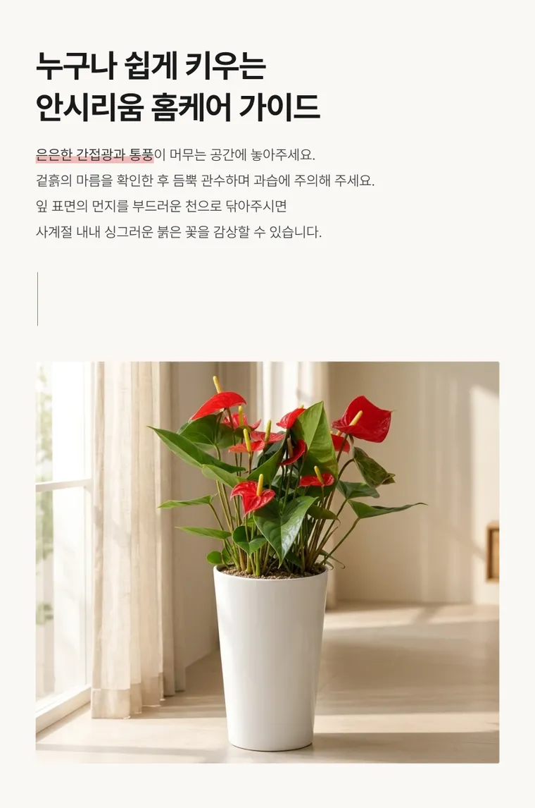 안시리움 A — 상품 상세