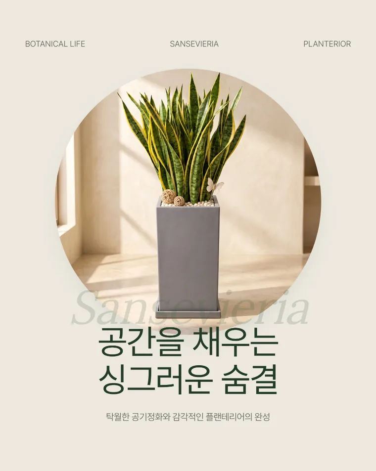 산세베리아 A — 상품 상세