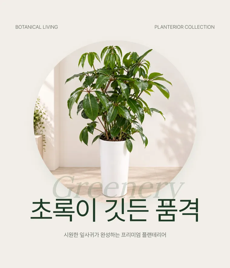 대엽홍콩 — 상품 상세