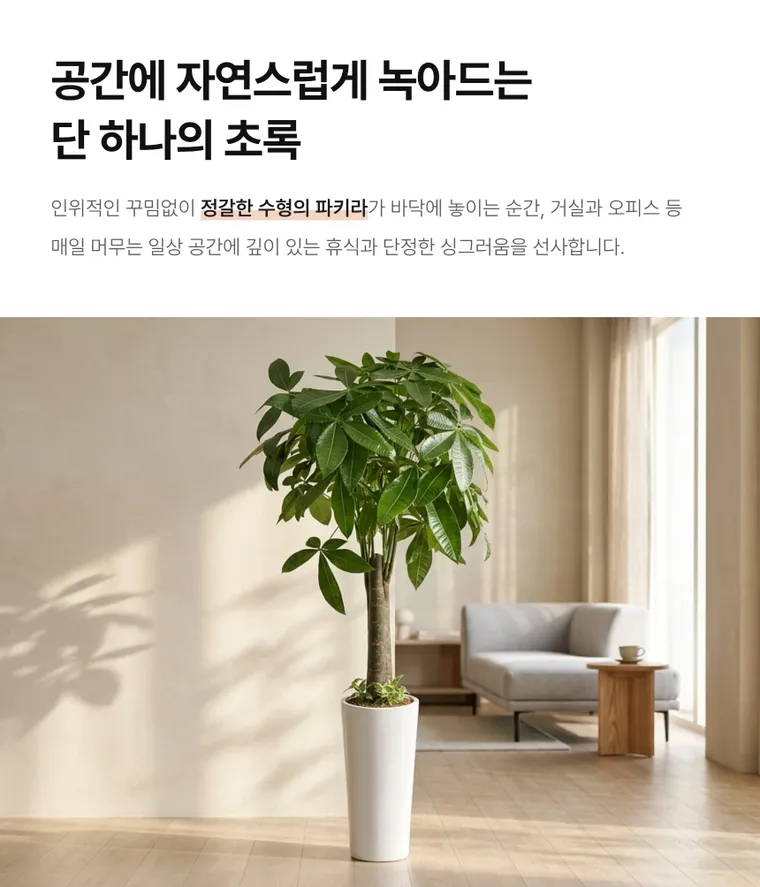 파키라 A — 상품 상세