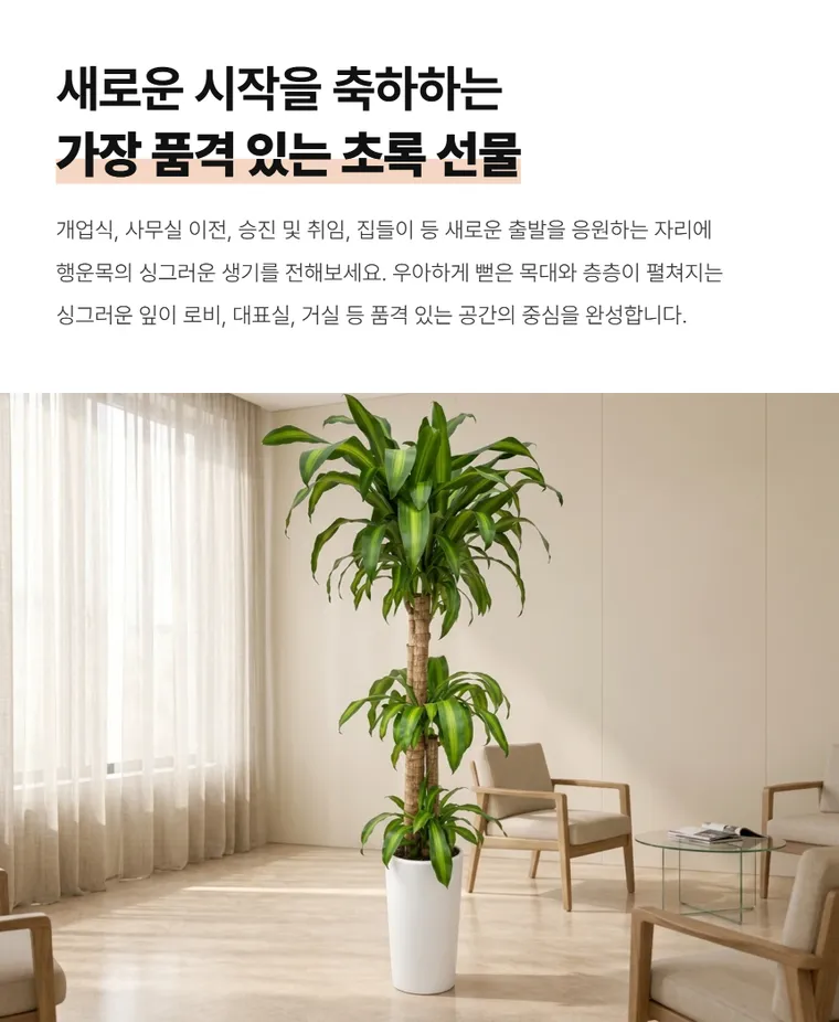 행운목 B — 상품 상세