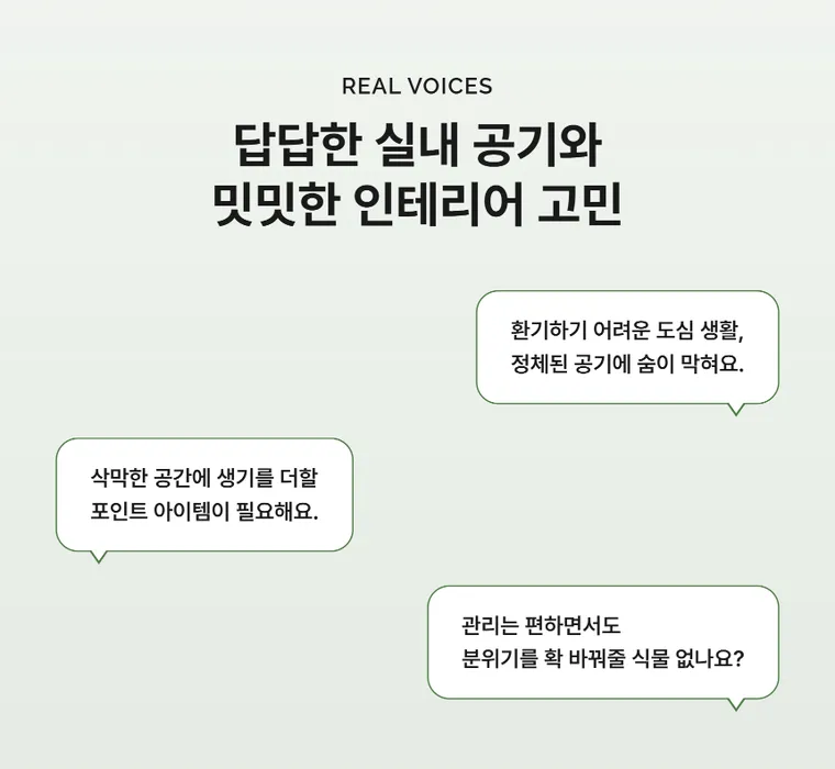 행운목 A — 상품 상세