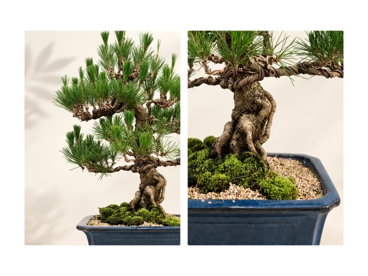 Bonsai thông C — Hình chi tiết
