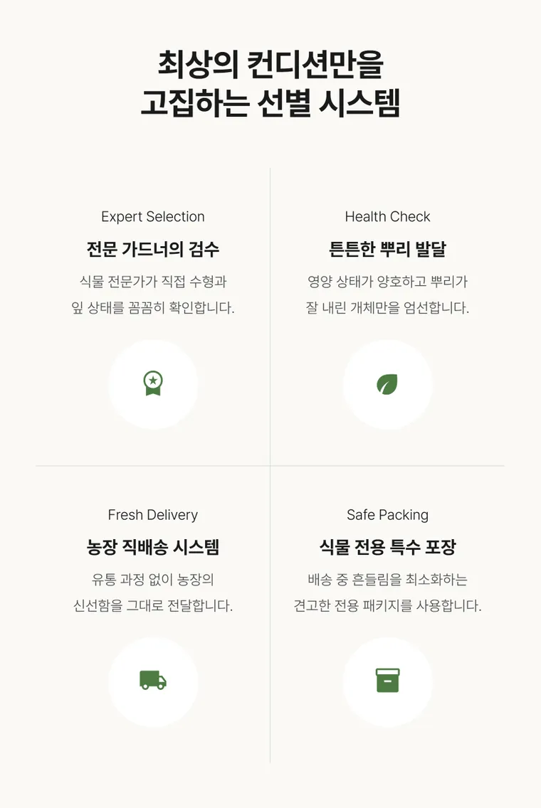 행운목 A — 상품 상세