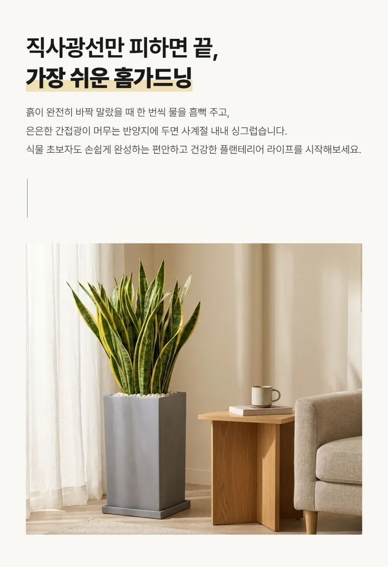 산세베리아 A — 상품 상세