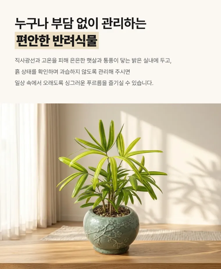 관음죽(서황금) — 상품 상세