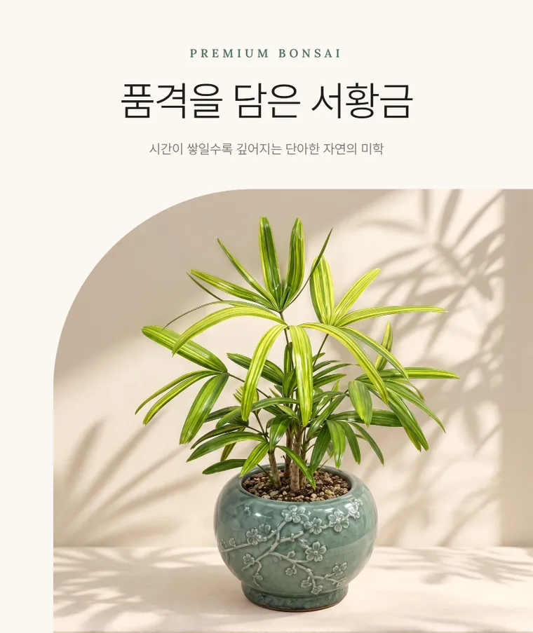 관음죽(서황금) — 상품 상세