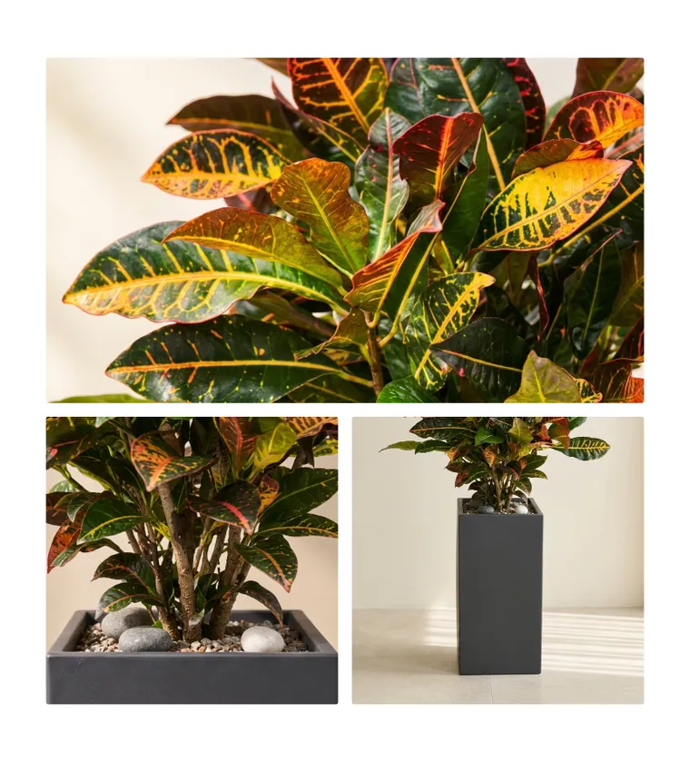 Croton A — Detail images