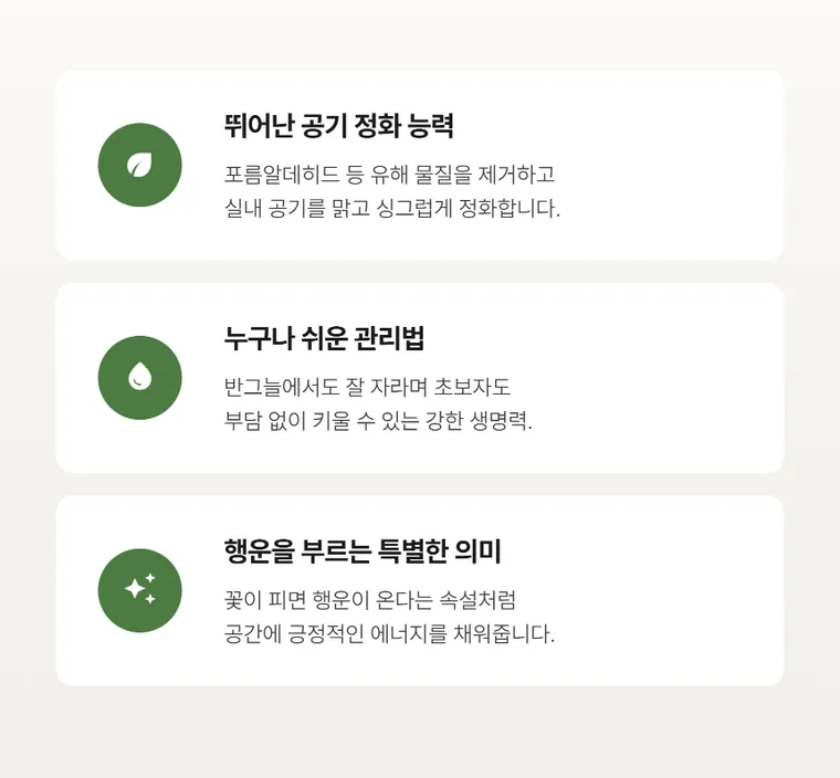 행운목 A — 상품 상세