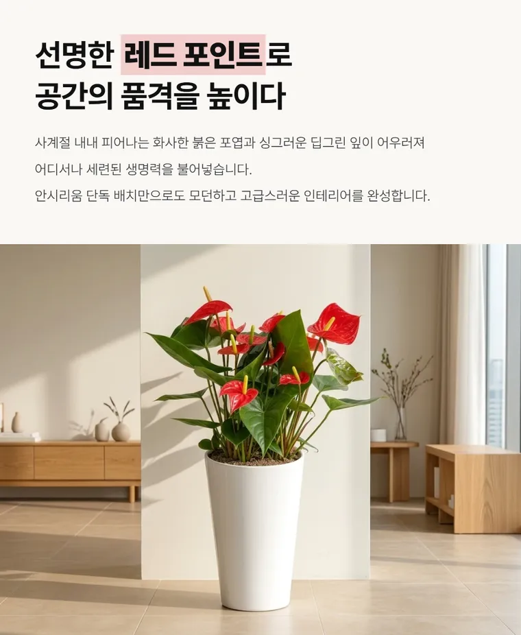안시리움 A — 상품 상세