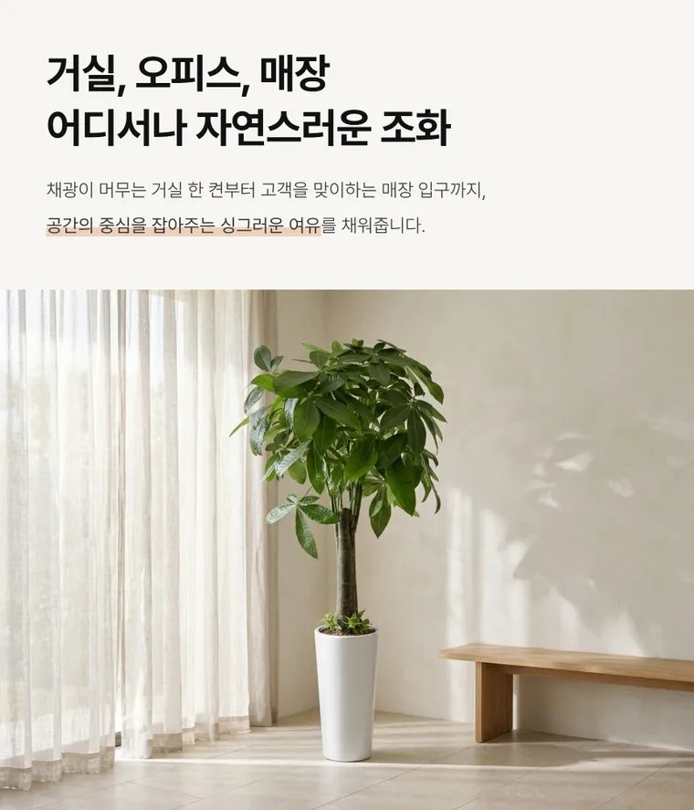 파키라 A — 상품 상세