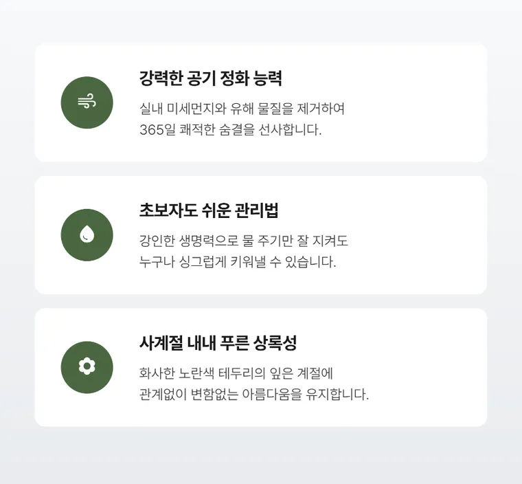 印度千年木 — 详情图