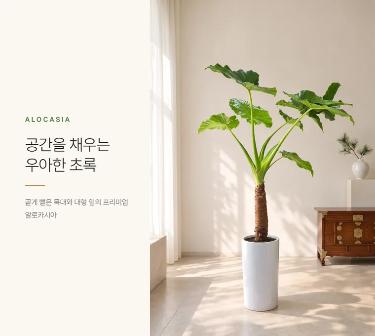 알로카시아 — 상품 상세