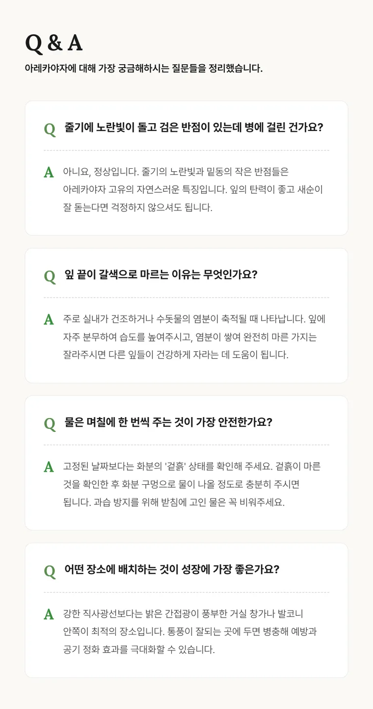 아레카야자 C — 상품 상세