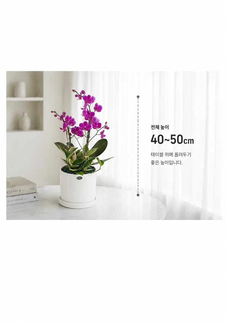 Lan hồ điệp Mancheonhong A — Hình chi tiết