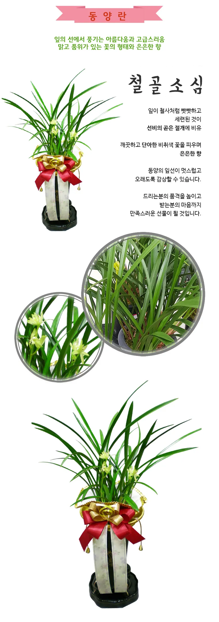 Lan Cheolgol Soshim — Hình chi tiết