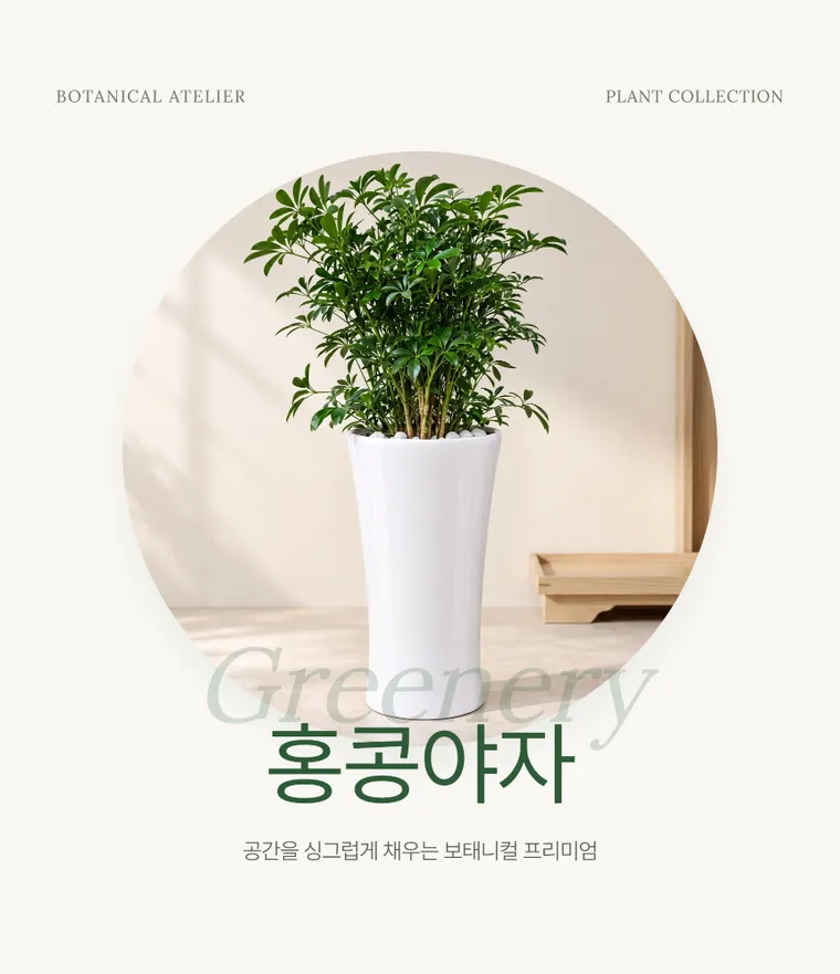 홍콩야자 — 상품 상세