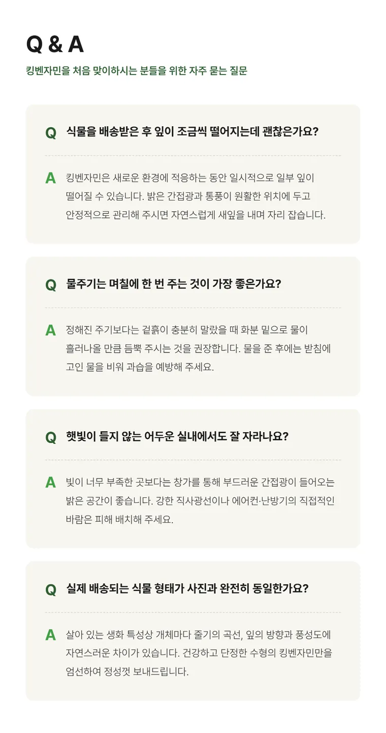 킹벤자민 B — 상품 상세