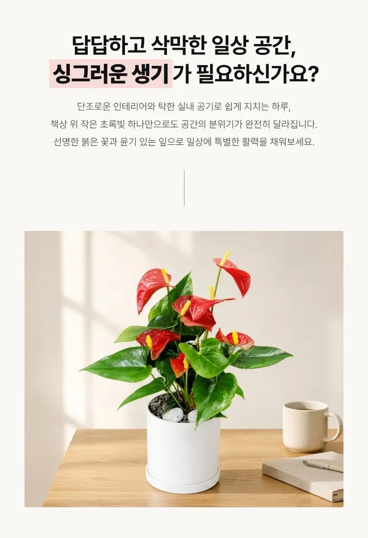 안시리움 T — 상품 상세