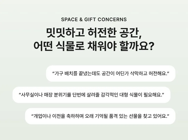 알로카시아 — 상품 상세