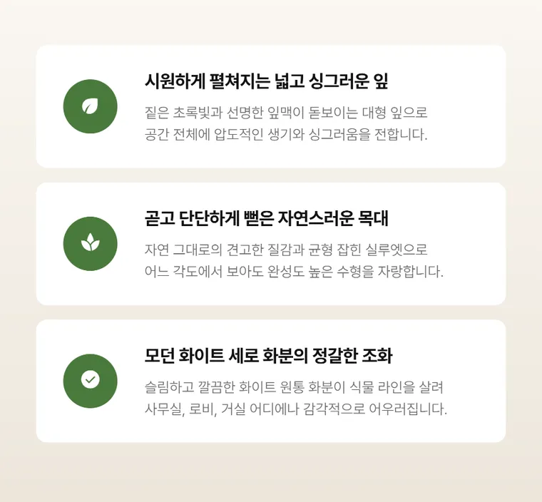 알로카시아 — 상품 상세
