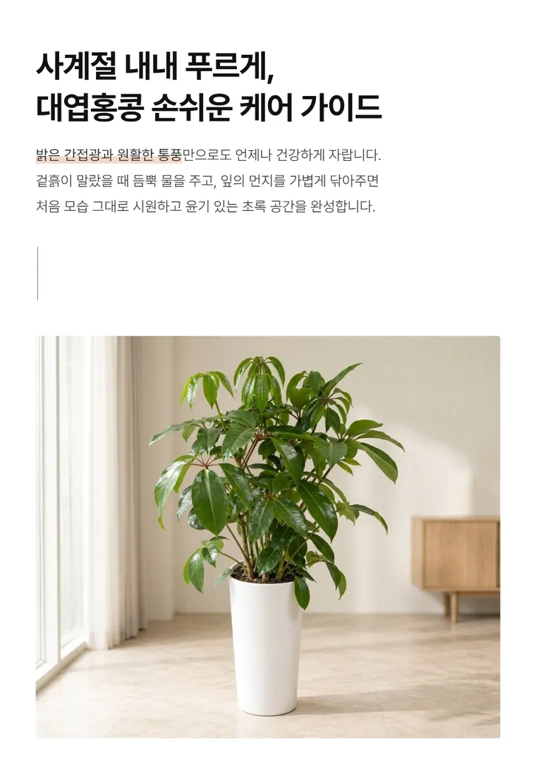 대엽홍콩 — 상품 상세
