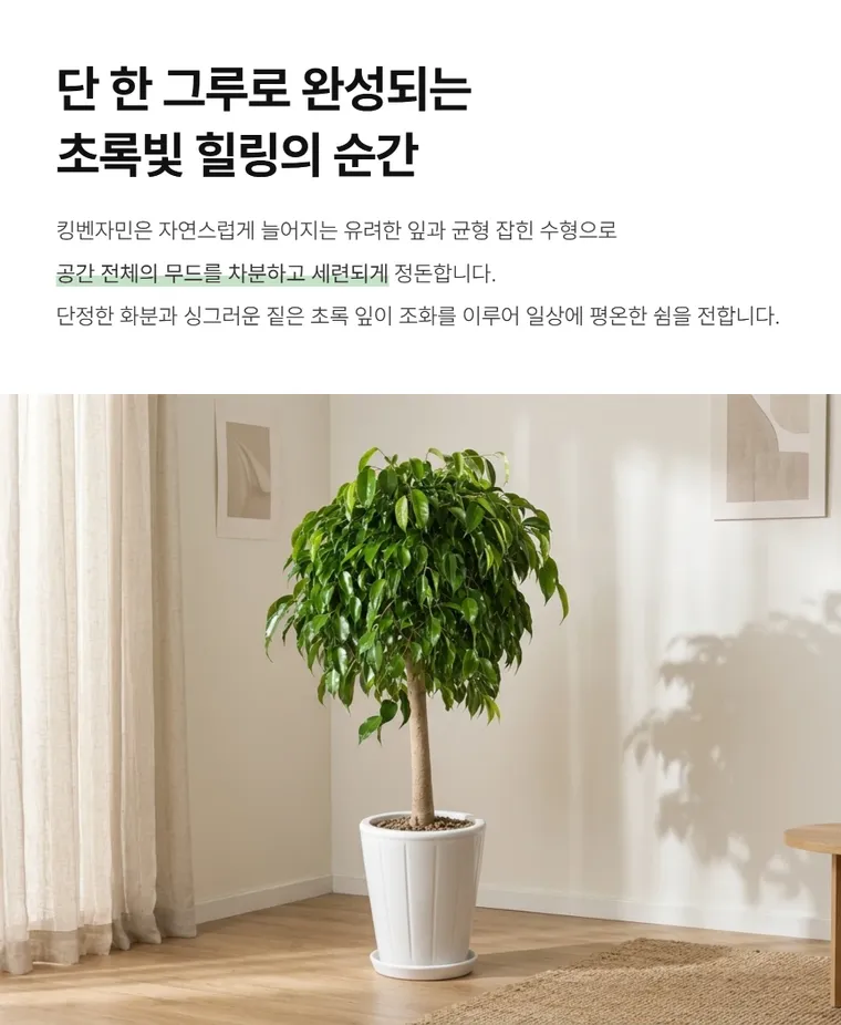 킹벤자민 B — 상품 상세