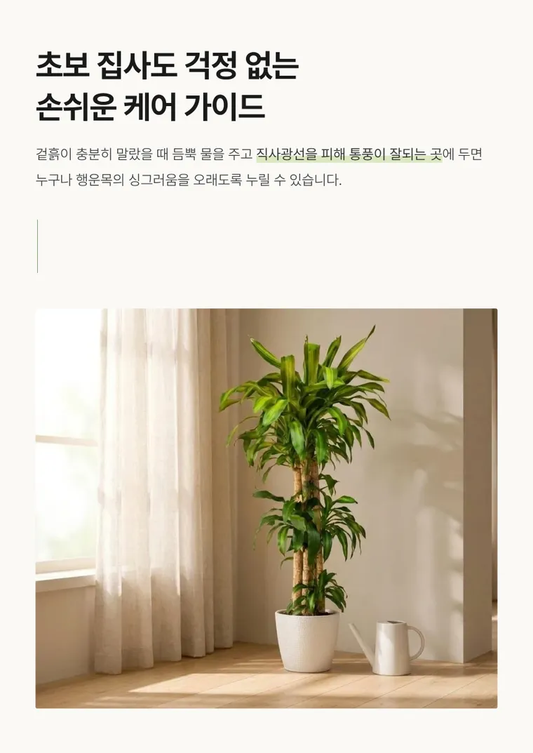 행운목 A — 상품 상세