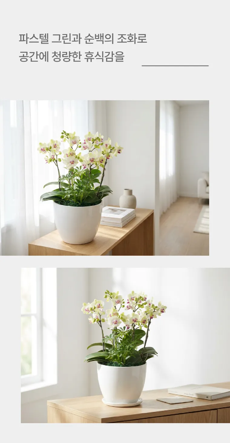 Lan hồ điệp Green Bear — Hình chi tiết