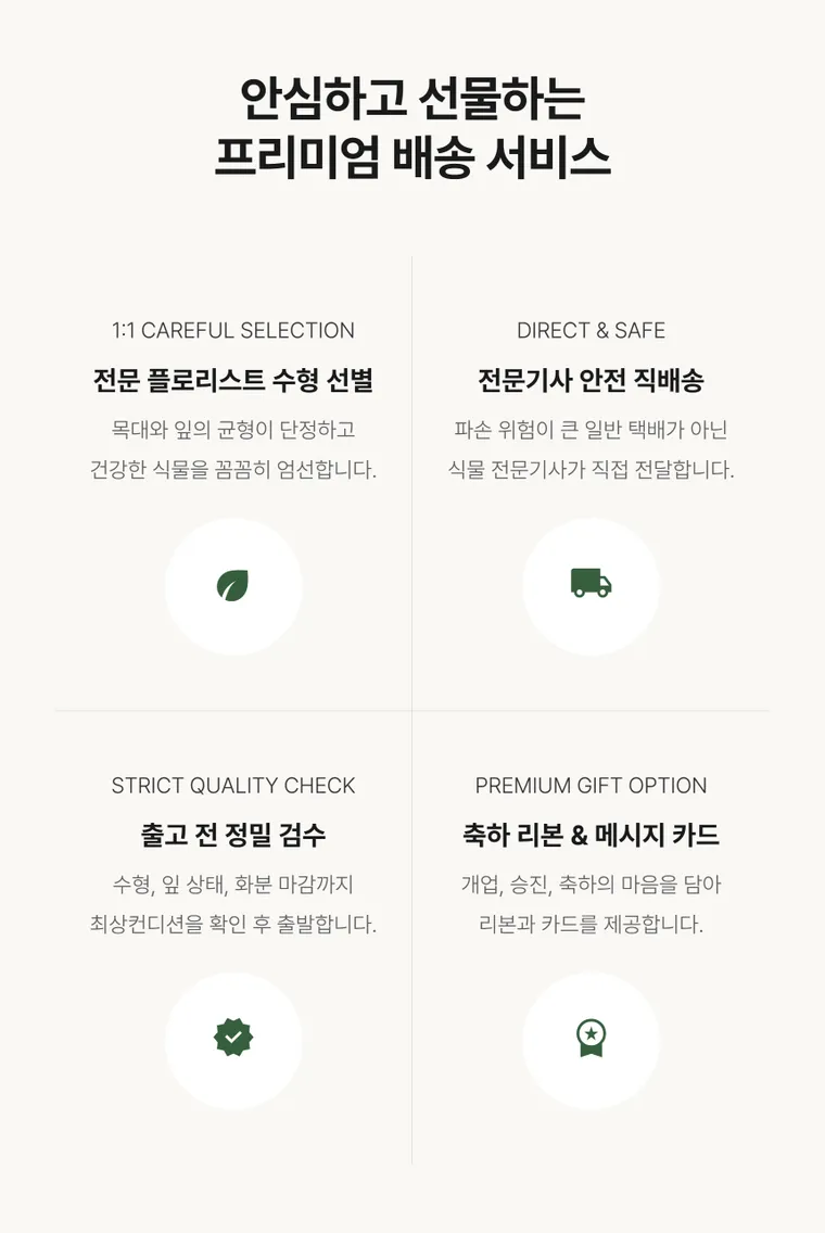 행운목 B — 상품 상세