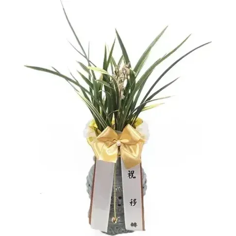 黄龙金 （镂空花盆）