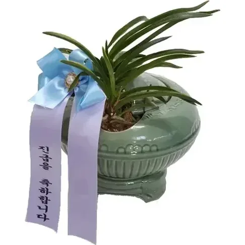 风兰 （陶瓷花盆）
