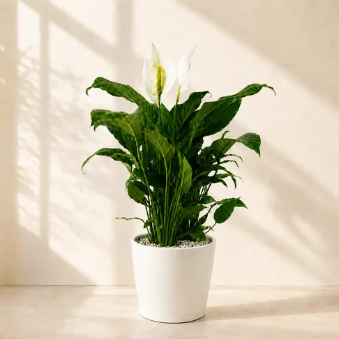 白鹤芋